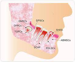 Isolation and Characterisation of a Dental Pulp-Derived Human Mesenchymal Stem Cell Line – CKC-Endeavour-2 and its Products Under Xeno- and Serum-Free Conditions