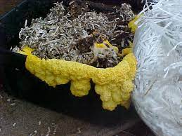 Biodegradation Potentials of Aspergillus flavipes Isolated from Uburu and Okposi Salt Lakes