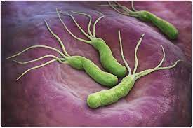 Nitazoxanide as Salvage Treatment for Refractory Helicobacter pylori Infections