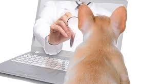 Pioneering Activities Raising Awareness and Acceptance of the Veterinary Telemedicine