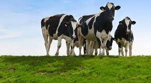 Major Reproductive Health Disorders in Dairy Cows