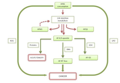 Aflatoxın B1: Mechanısm, Oxıdatıve Stress and Effects on Anımal Health