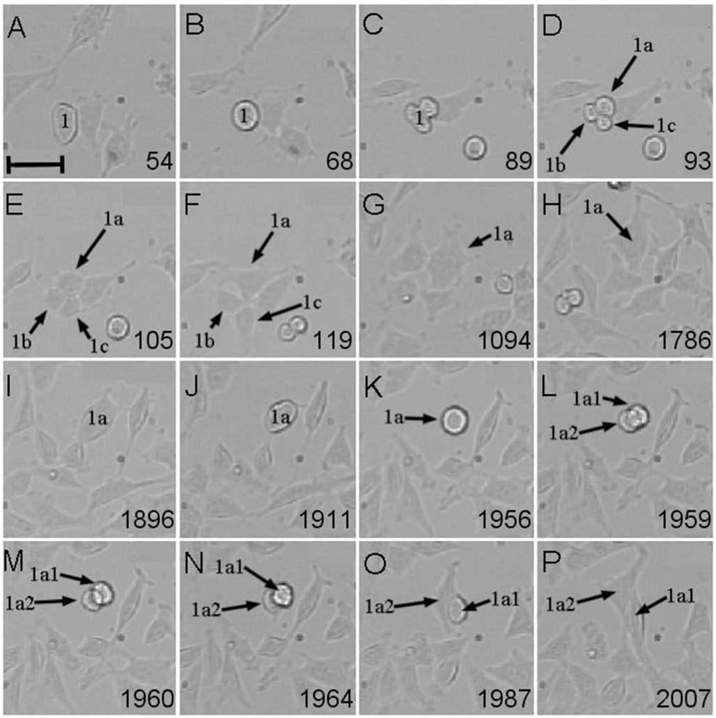 figure-4-time-lapse-photography-of-hela-cell-undergoing-trivision