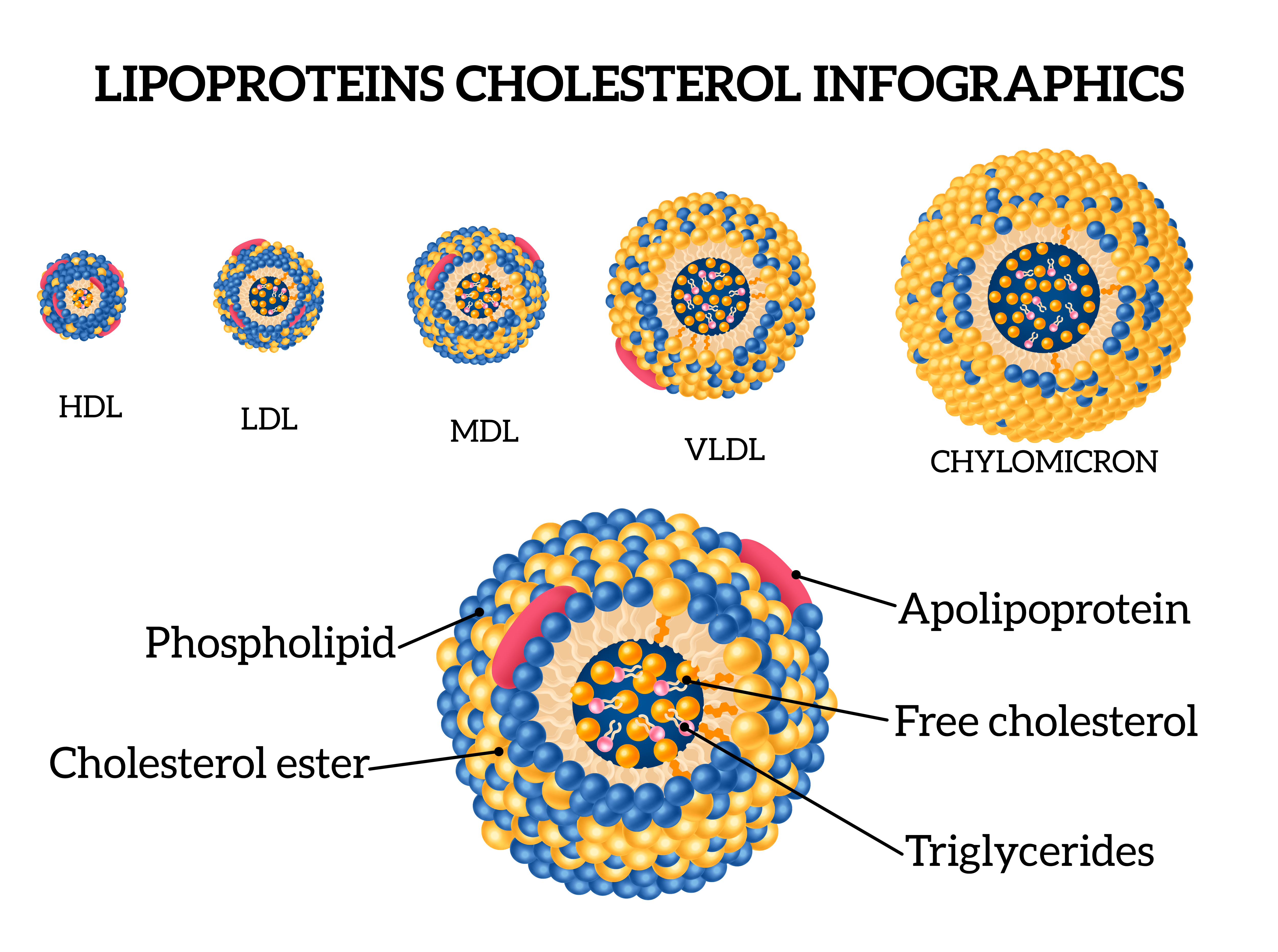 Effect of Some Vegetable Extracts on Body Weight and Leptin Concentration