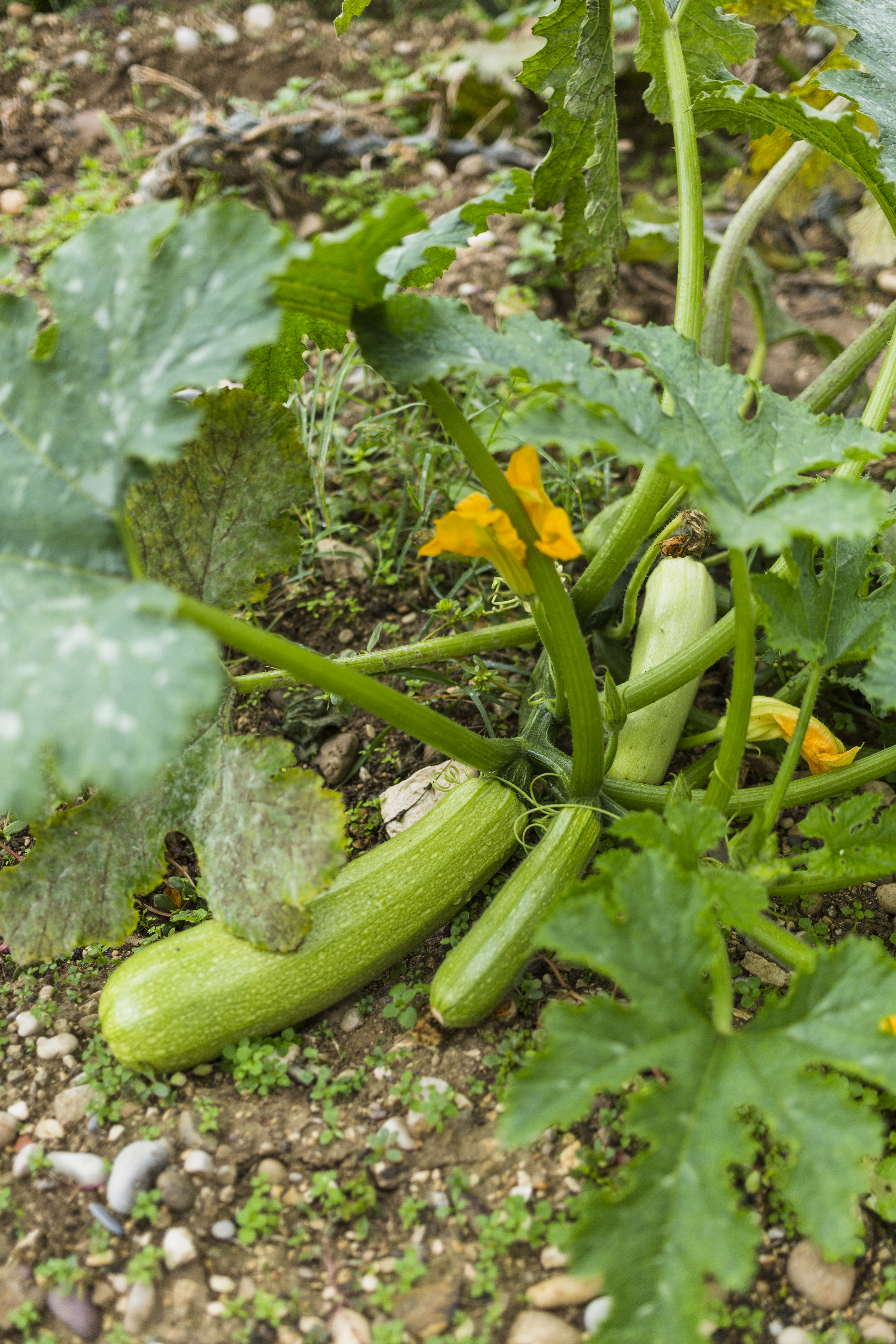 Ethnobotanical Survey of Cucurbitaceae Species in Sokoto North Local Government Area, Sokoto State