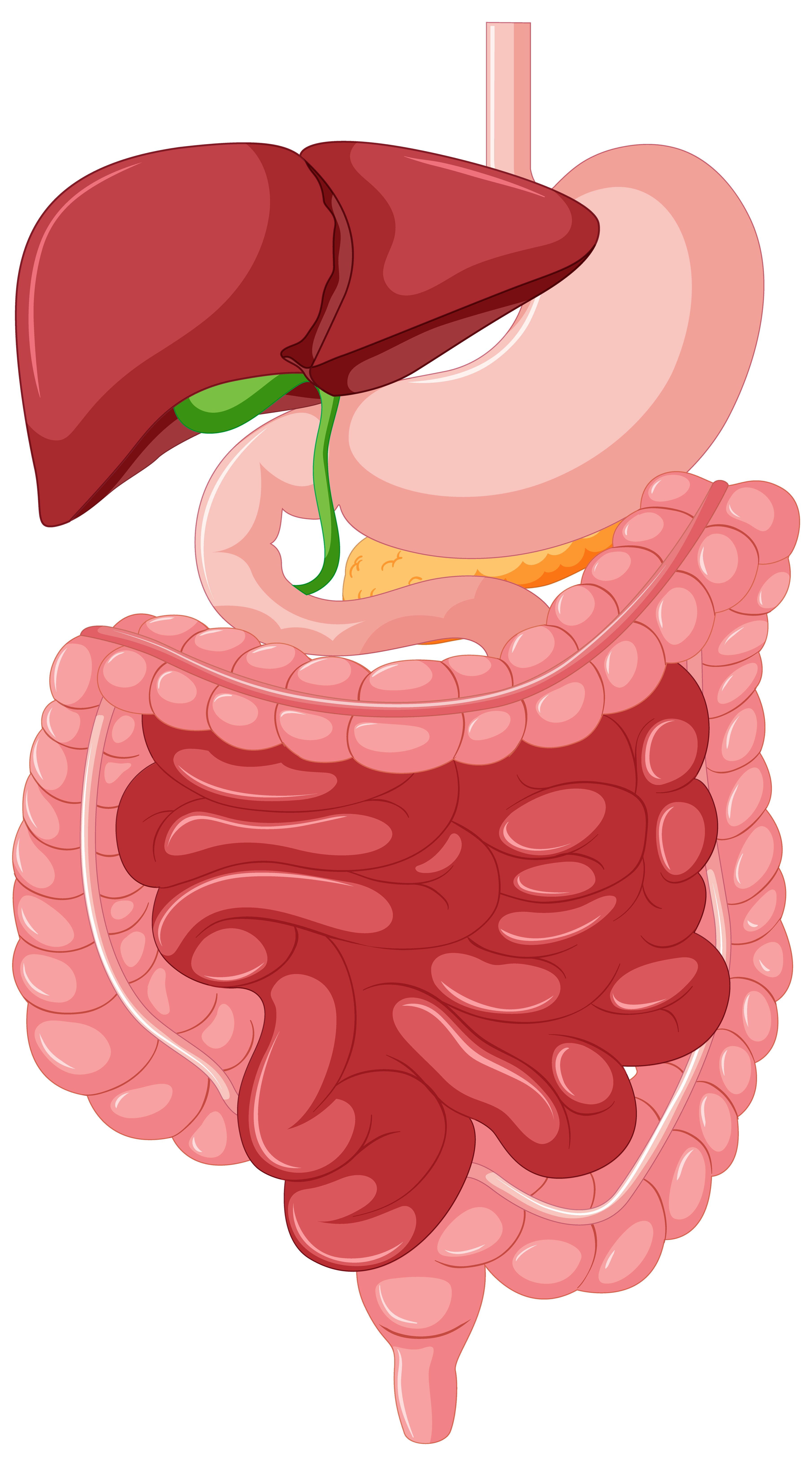 Basic Notes in the Physiology of the Gastrointestinal Tract