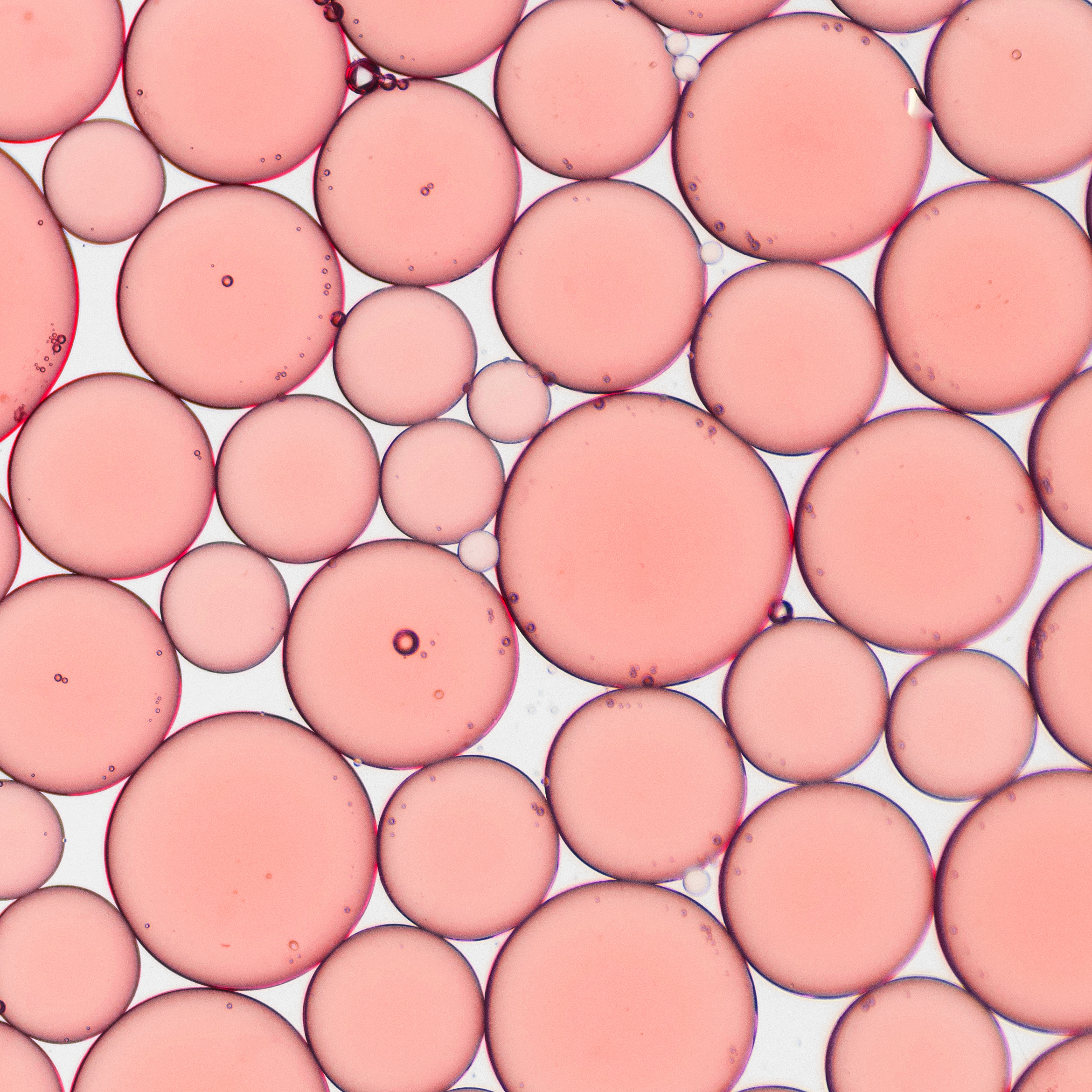 ATAD3 is a Limiting Factor in Mitochondrial Biogenesis and Adipogenesis of White Adipocyte-like 3T3-L1 Cells