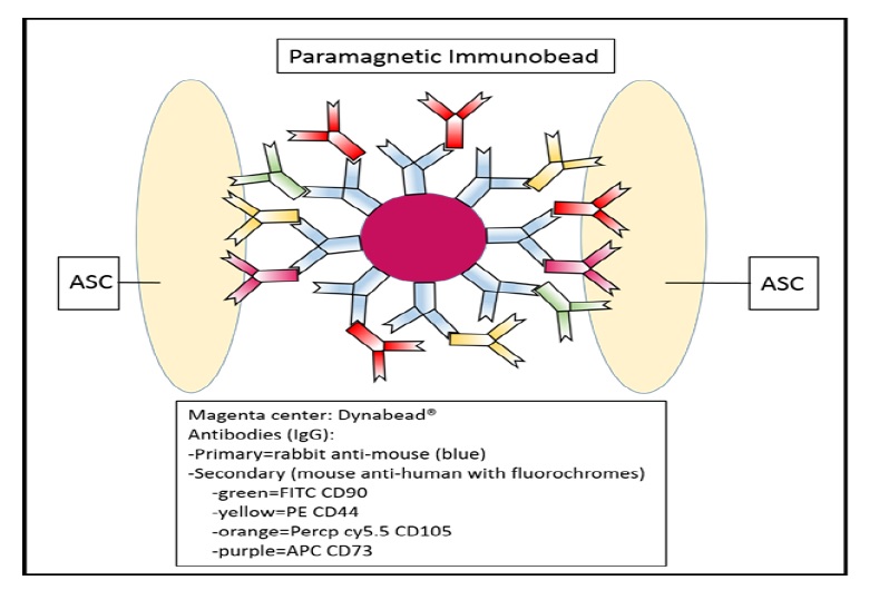 A New Ball for an Old Trick: Paramagnetic Cell Sorting of Human Mesenchymal Stem Cells from Adipose Tissue