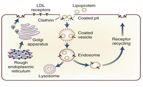 Therapeutic Effect of Glycine Max (Soybean) Bioactive Components in Cvd and Obesity