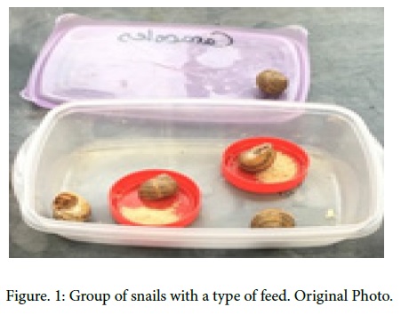 Are They What They Eat? The Influence of Feed on Helix Aspersa’s Microbiota
