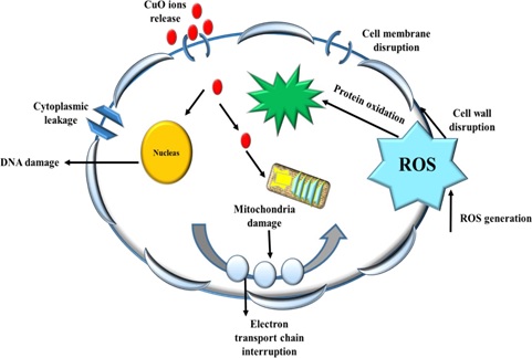 Single-Step Wet Synthesis of Copper Oxide Nanoparticles, Characterization and their Biological Activities