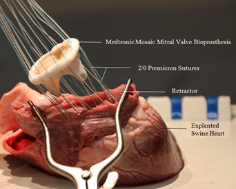 Cardioscopic Evaluation and Qualitative Estimation of Mitral Apparatus in A Quasi-Dynamic State in An Ex-Vivo Swine Heart Model