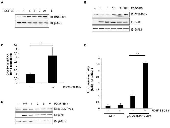 PDGF Activates the DNA-PKcs-Dependent DNA Double-Strand Break Repair Pathway