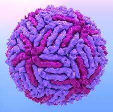 In Silico Discovery of Potential Japanese Encephalitis Antagonists Targeting the NS5 RNA-Dependent RNA-Polymerase