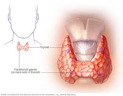 Changing Trends of Surgical Approach of Primary Hyperparathyroidism in The Last Twenty-Years: From Bilateral Neck Exploration to Mini-Invasive Access