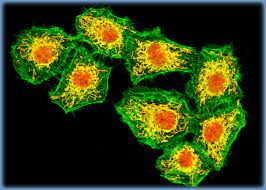 Biological Effects of Artemether in U251 Glioma Cells