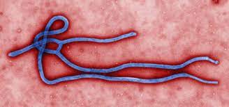 The Effect of Ezetimibe in The Treatment of Ebola