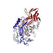 Effect of Phytic Acid on the Enzymatic Activities of Starch Degrading Human Salivary Alpha Amylase