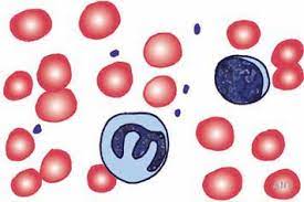 Coronavirus-19 Disease (COVID-19) Overview, History, Classification, Structure, Hosts, Interaction with its Target Cell, Transmissions and Detection