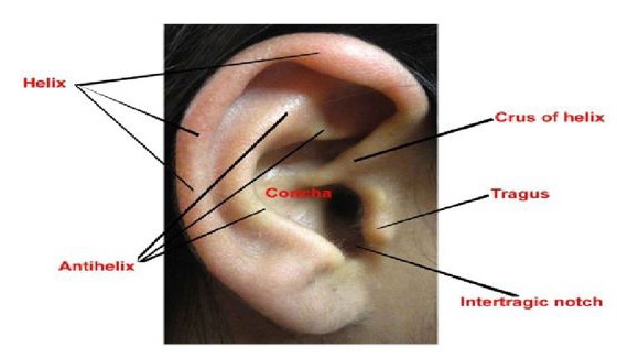 A Review on Morphological and Morphometrical Study of External Human Ear for Identification