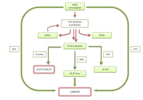 Aflatoxin B1: Mechanism, Oxidative Stress and Effects on Animal Health