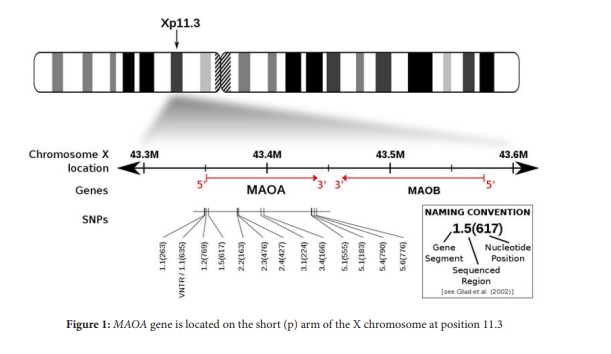 Relationship between COMT and MAOA Genes Polymorphisms and Aggressive Behavior