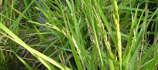 Effect of Age of Seedlings and Split Application of Nitrogen on Yield of Rice (Oryza Sativa L.)