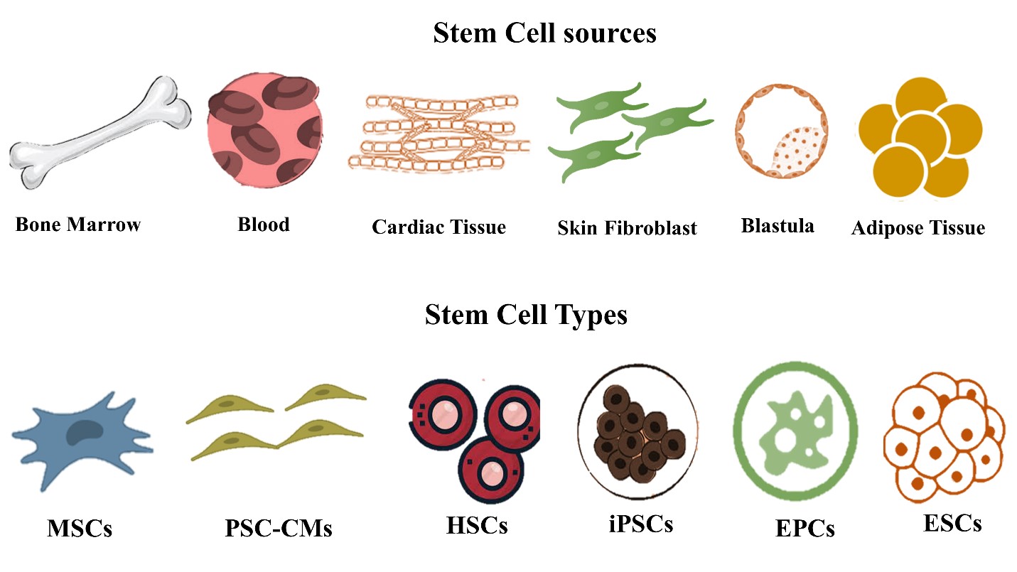 Insights into the Role of Biodegradable Polymers and Stem Cells in Cardiac Tissue Regeneration